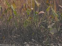10-19-06-Mataponi-6263