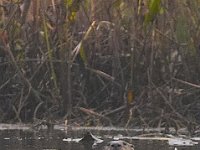 10-19-06-Mataponi-6265