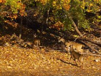 10-21-06-Rocky Gorge-6484