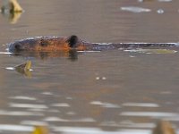 11-11-06-Piscataway-7329