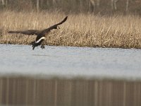 04-11-08-Mattawoman- MG 0990