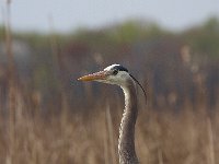 04-11-08-Mattawoman- MG 1059