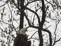 04-11-08-Mattawoman- MG 1075