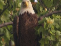 05-03-08-Mattawoman- MG 1525