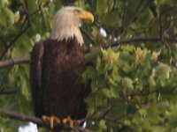 05-03-08-Mattawoman- MG 1538