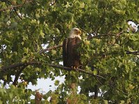 05-03-08-Mattawoman- MG 1604