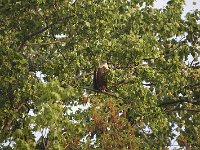 05-03-08-Mattawoman- MG 1648