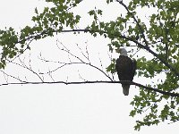 05-03-08-Mattawoman- MG 1671