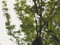 05-03-08-Mattawoman- MG 1674