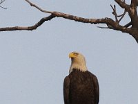 05-03-08-Mattawoman- MG 1683