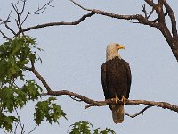 05-03-08-Mattawoman- MG 1685