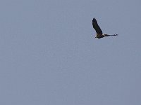 05-03-08-Mattawoman- MG 1828