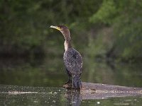 05-18-08-Piscataway MG 2554