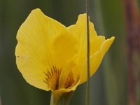 05-18-08-Piscataway MG 2580