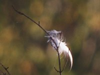 09-14-08-Piscataway MG 6489
