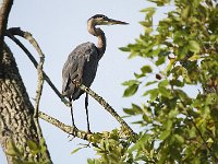 09-14-08-Piscataway MG 6540
