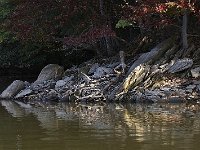 10-04-08-Triadelphia MG 6745