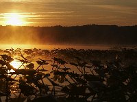 10-11-08-Mattawoman MG 7054