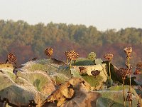 10-11-08-Mattawoman MG 7096