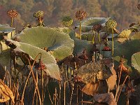 10-11-08-Mattawoman MG 7097
