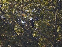 10-26-08-Mattawoman MG 8534