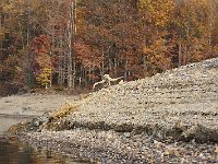 11-01-08-Rocky Gorge MG 8992
