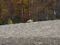 11-01-08-Rocky Gorge MG 9308