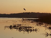 11-11-08-Mattawoman MG 9708