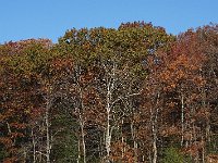 11-11-08-Mattawoman MG 9950