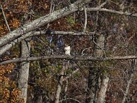 11-11-08-Mattawoman MG 9995