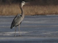 01-22-09-Selbys Landing MG 0485  --