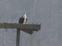 03-07-09-Selbys Landing