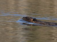 04-18-09-Rocky Gorge-IMG 1788