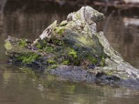 04-25-09-Mattawoman- 1979