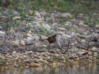 05-16-09-Rocky Gorge-IMG 2921