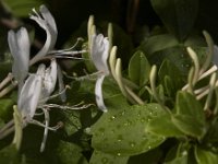05-31-09-Triadelphia-IMG 3222
