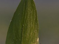 06-07-09-Mattawoman-IMG 3339