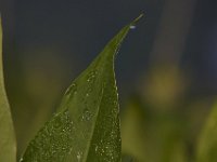 06-07-09-Mattawoman-IMG 3469