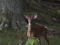 06-07-09-Mattawoman-IMG 3554