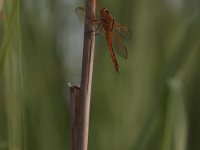 06-13-09-Nanjemoy-IMG 3709