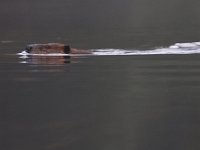 06-27-09-TuckahoeIMG 3910