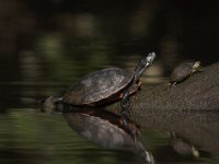 06-27-09-TuckahoeIMG 4131