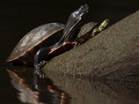 06-27-09-TuckahoeIMG 4138