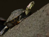 06-27-09-TuckahoeIMG 4149