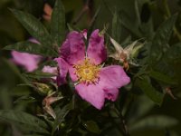 06-27-09-TuckahoeIMG 4171