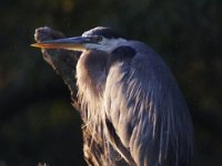 07-04-09-Mattawoman