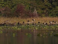 09-19-09-Mattawoman-IMG 6439