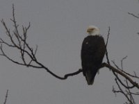 11-21-09-Mattawoman-8302