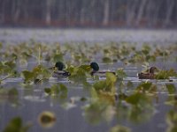 11-21-09-Mattawoman-8350