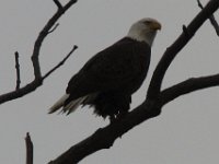 11-21-09-Mattawoman-8455